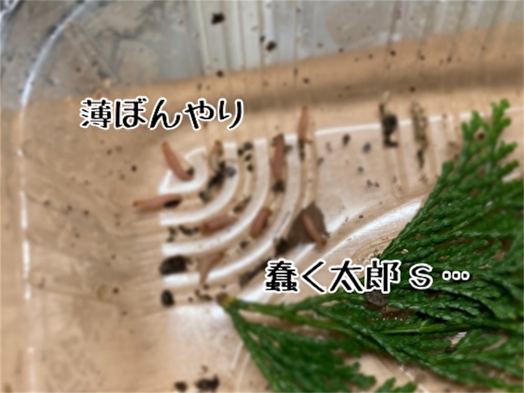 f:id:fukufukudo:20211025150738j:plain