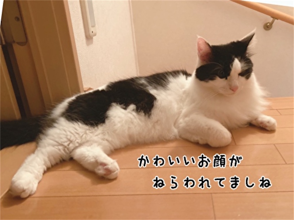 f:id:fukufukudo:20211110204443j:plain