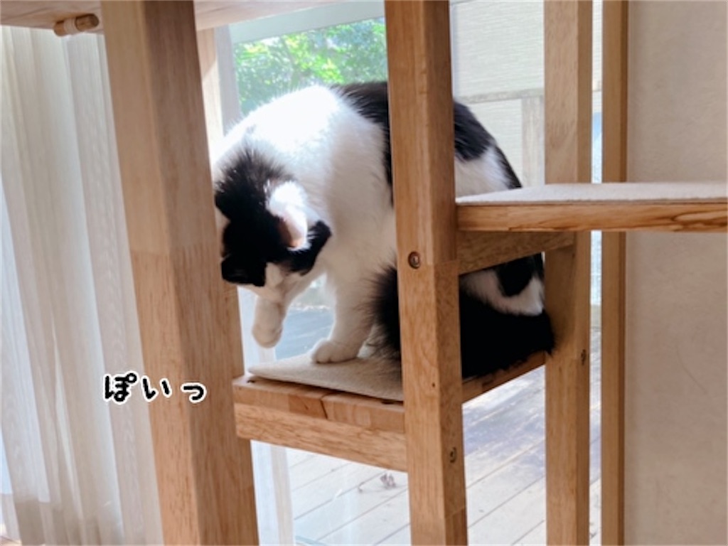 f:id:fukufukudo:20211110204607j:plain