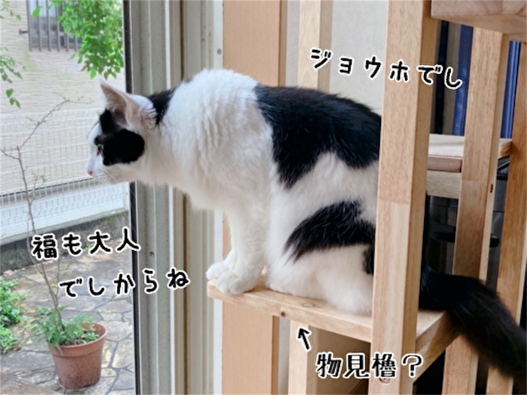 f:id:fukufukudo:20211110205350j:plain