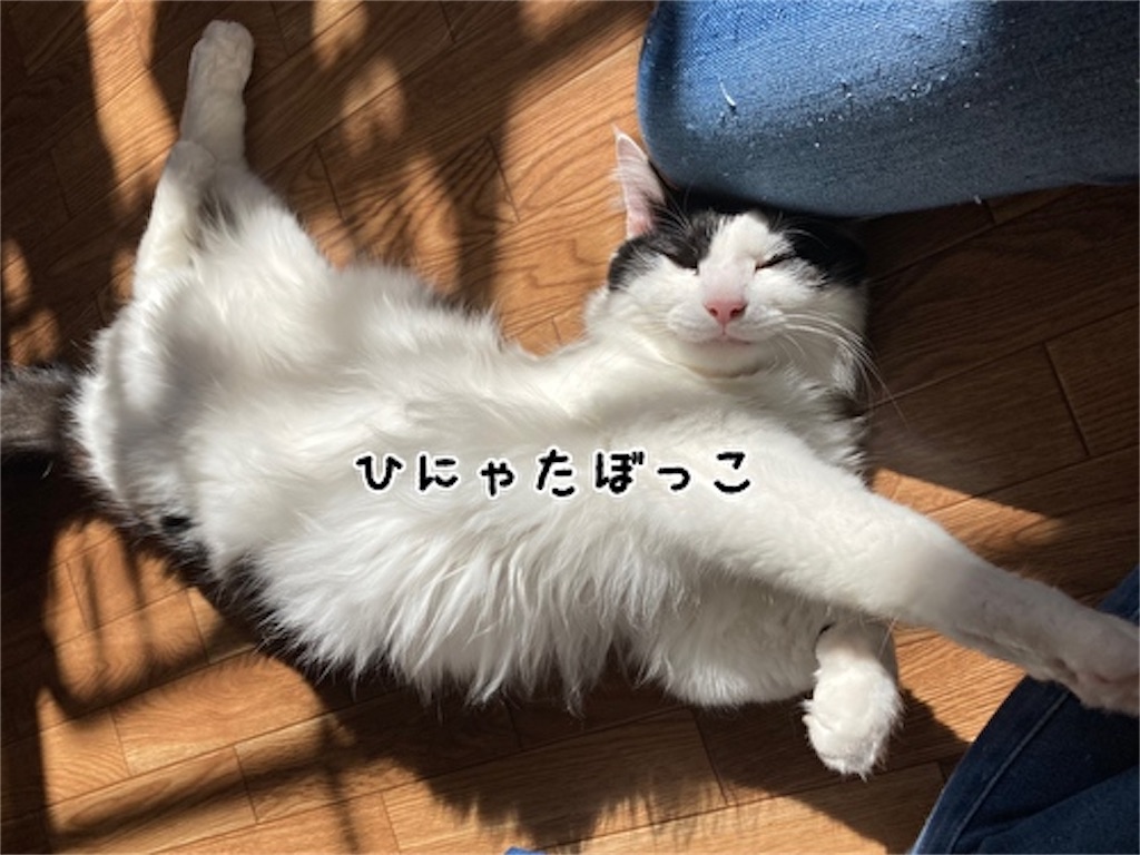 f:id:fukufukudo:20211118190943j:plain