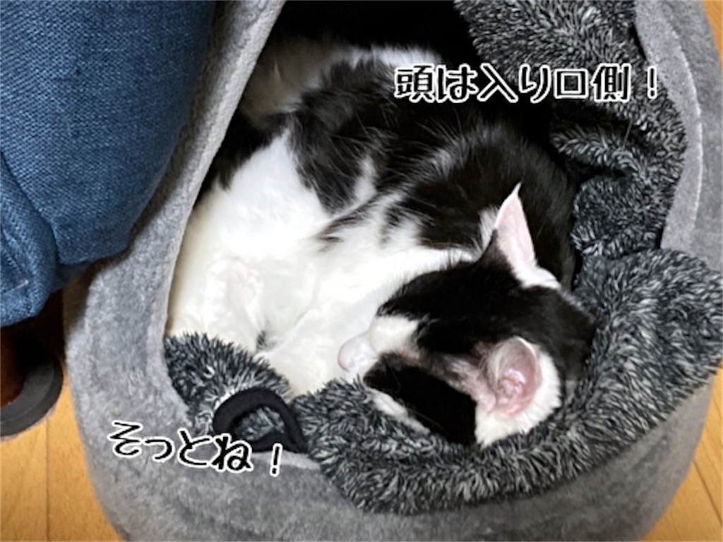 f:id:fukufukudo:20211118191009j:plain