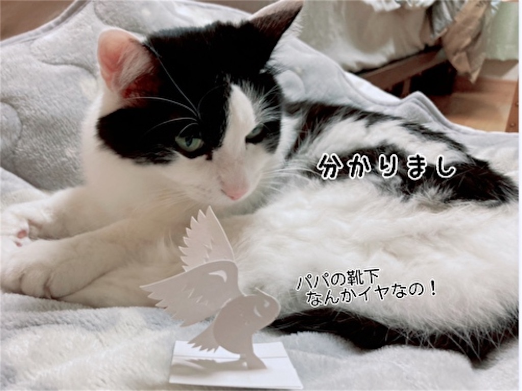 f:id:fukufukudo:20211124183554j:plain