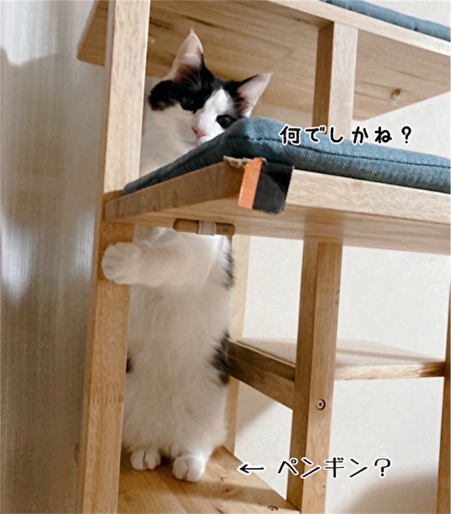 f:id:fukufukudo:20211208150214j:plain