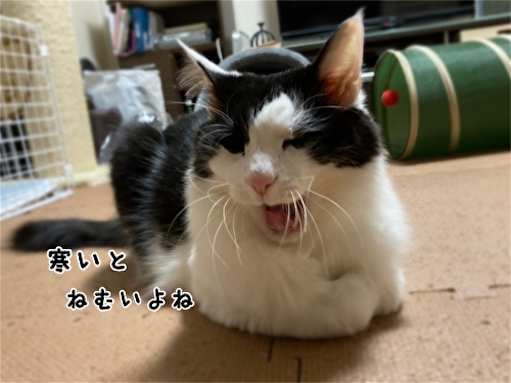 f:id:fukufukudo:20211211201913j:plain