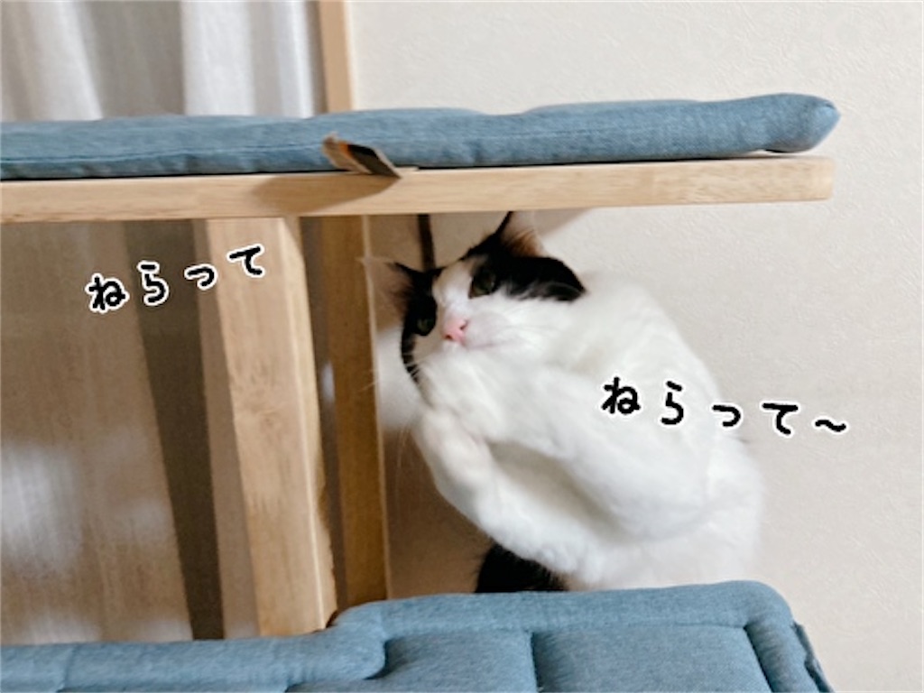 f:id:fukufukudo:20211215175507j:plain