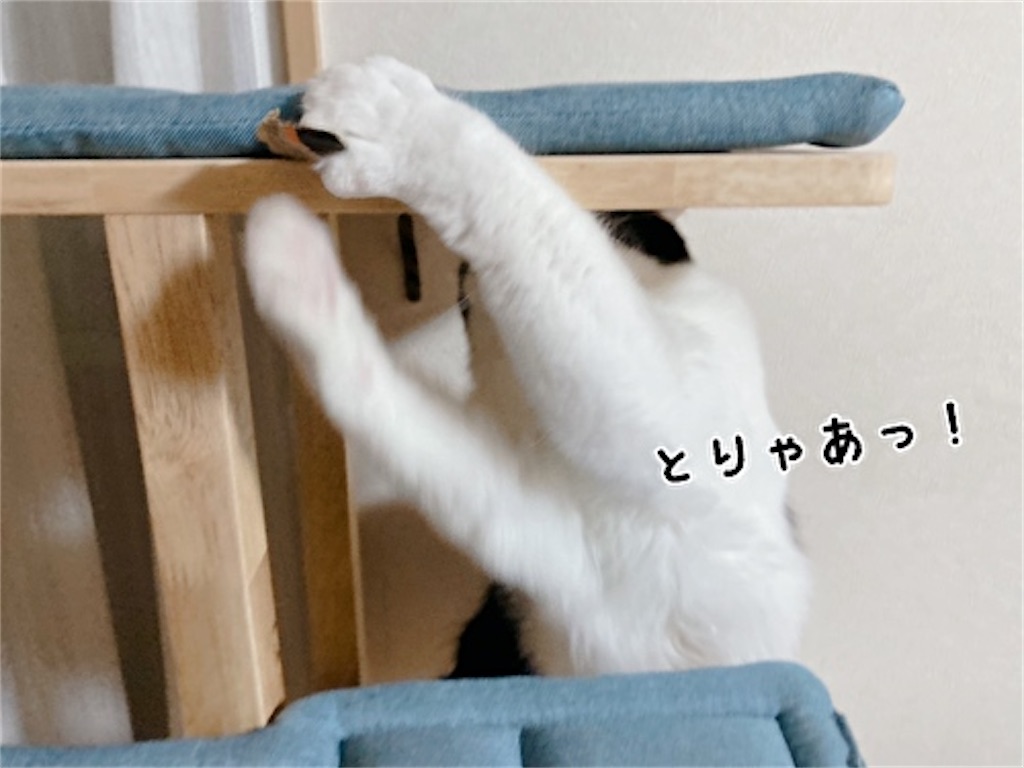 f:id:fukufukudo:20211215175528j:plain