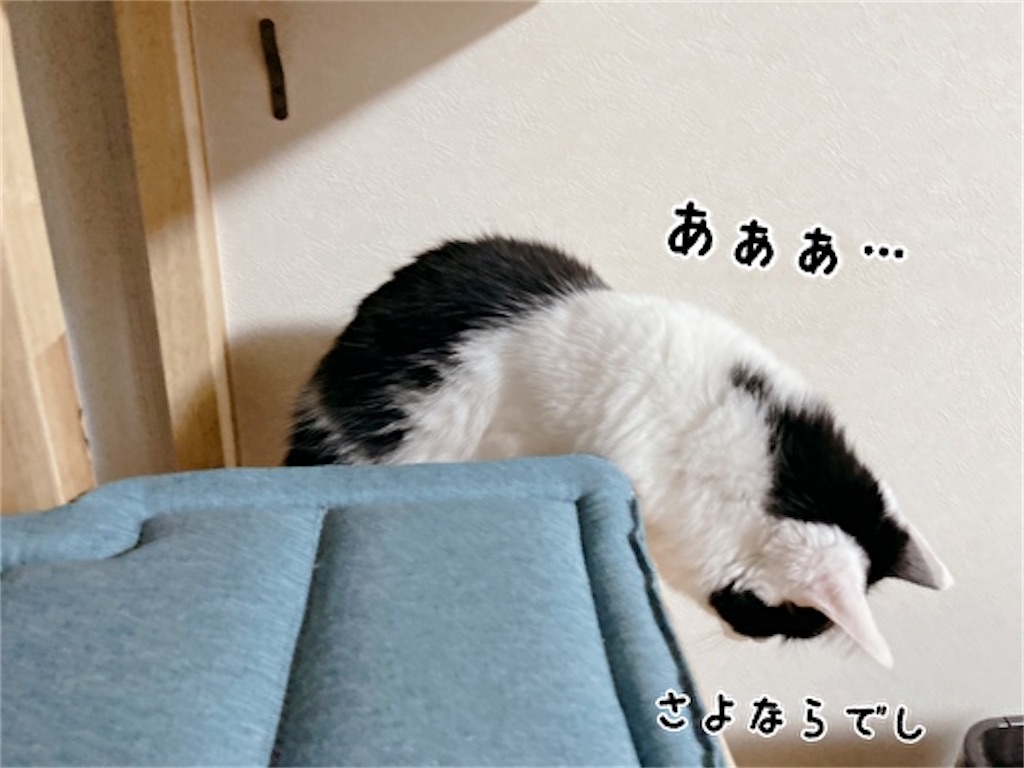 f:id:fukufukudo:20211215175959j:plain