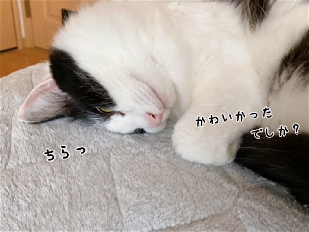 f:id:fukufukudo:20220102185048j:plain