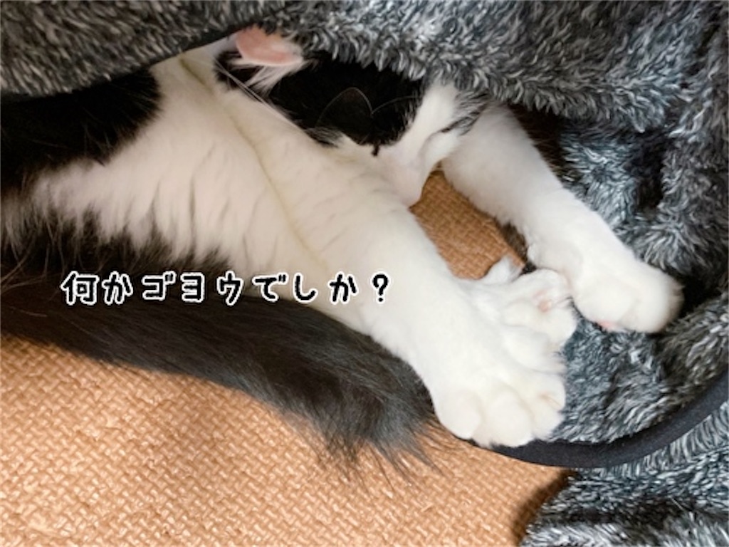 f:id:fukufukudo:20220120192221j:plain