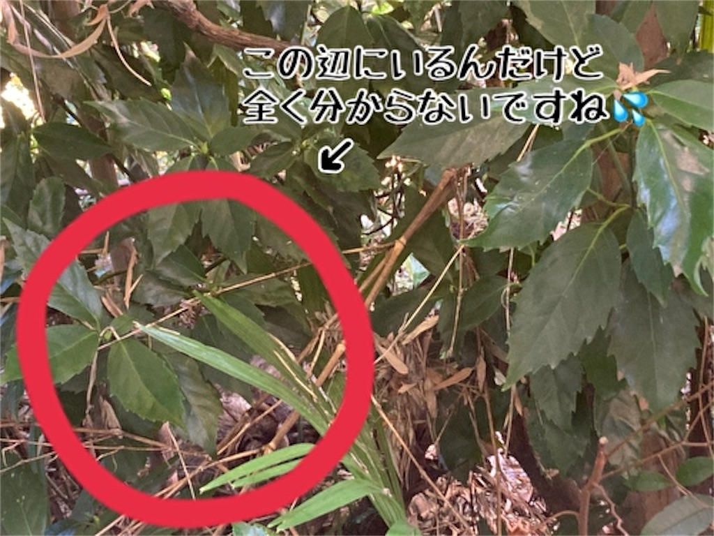 f:id:fukufukudo:20220120193848j:plain