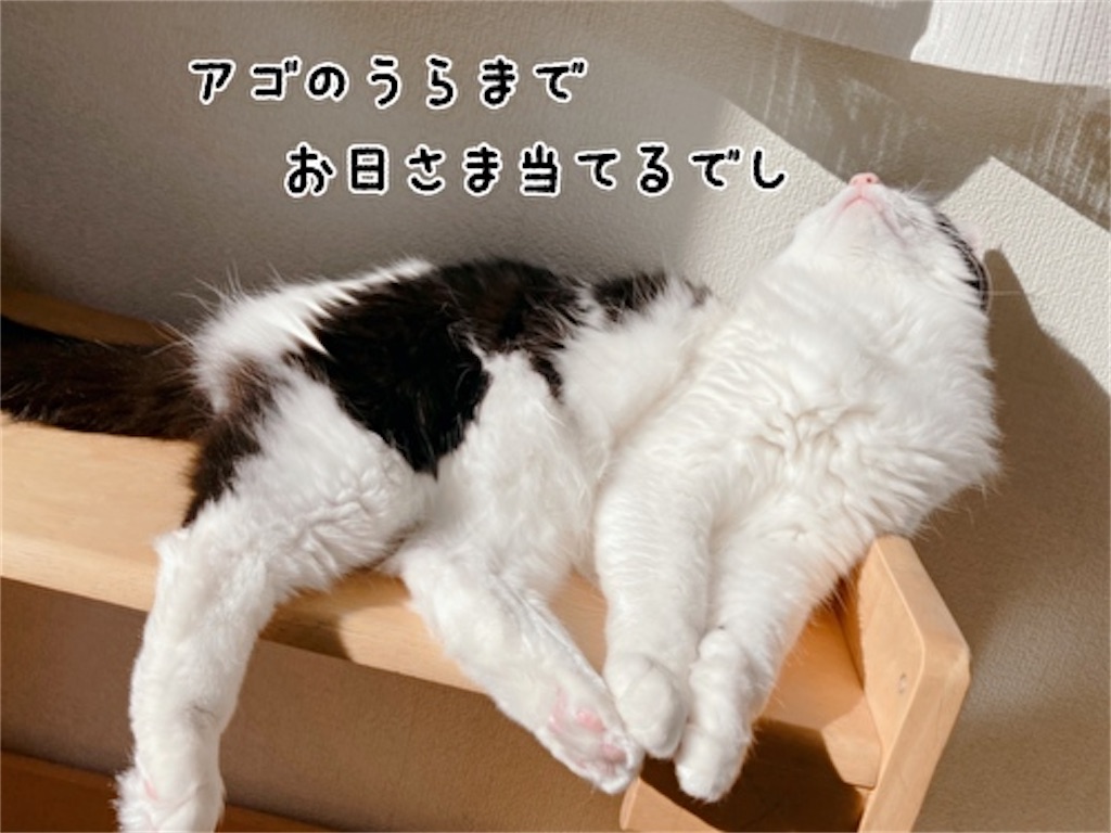 f:id:fukufukudo:20220126103430j:plain