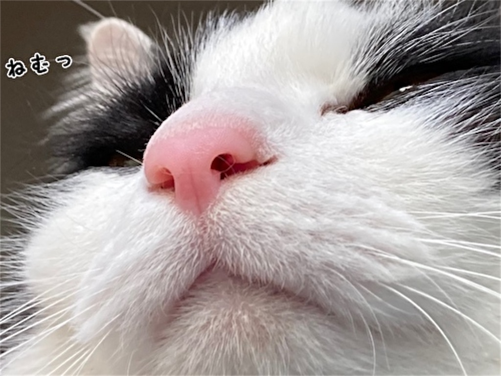 f:id:fukufukudo:20220126203956j:plain