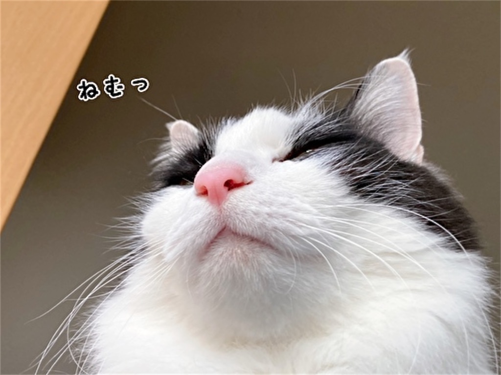 f:id:fukufukudo:20220126204406j:plain