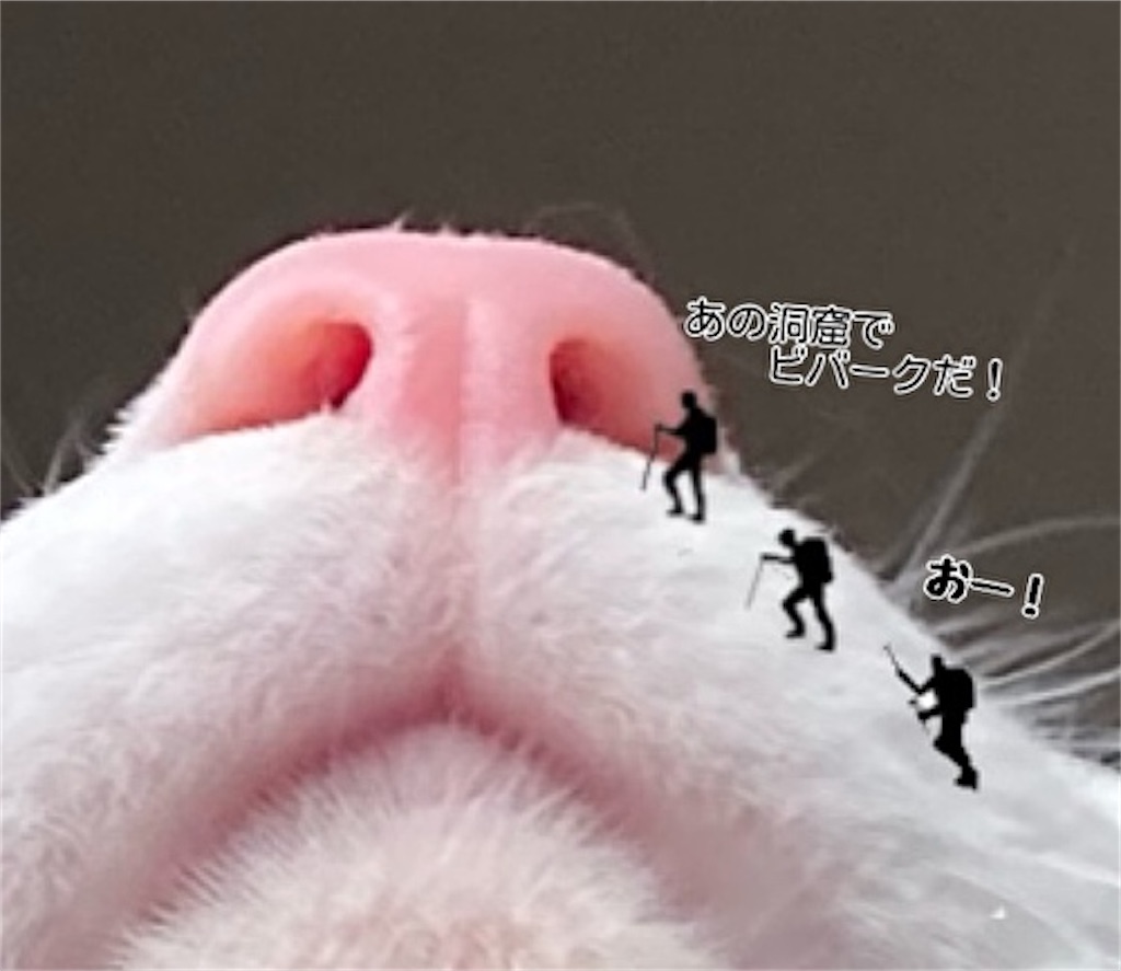 f:id:fukufukudo:20220130154743j:plain