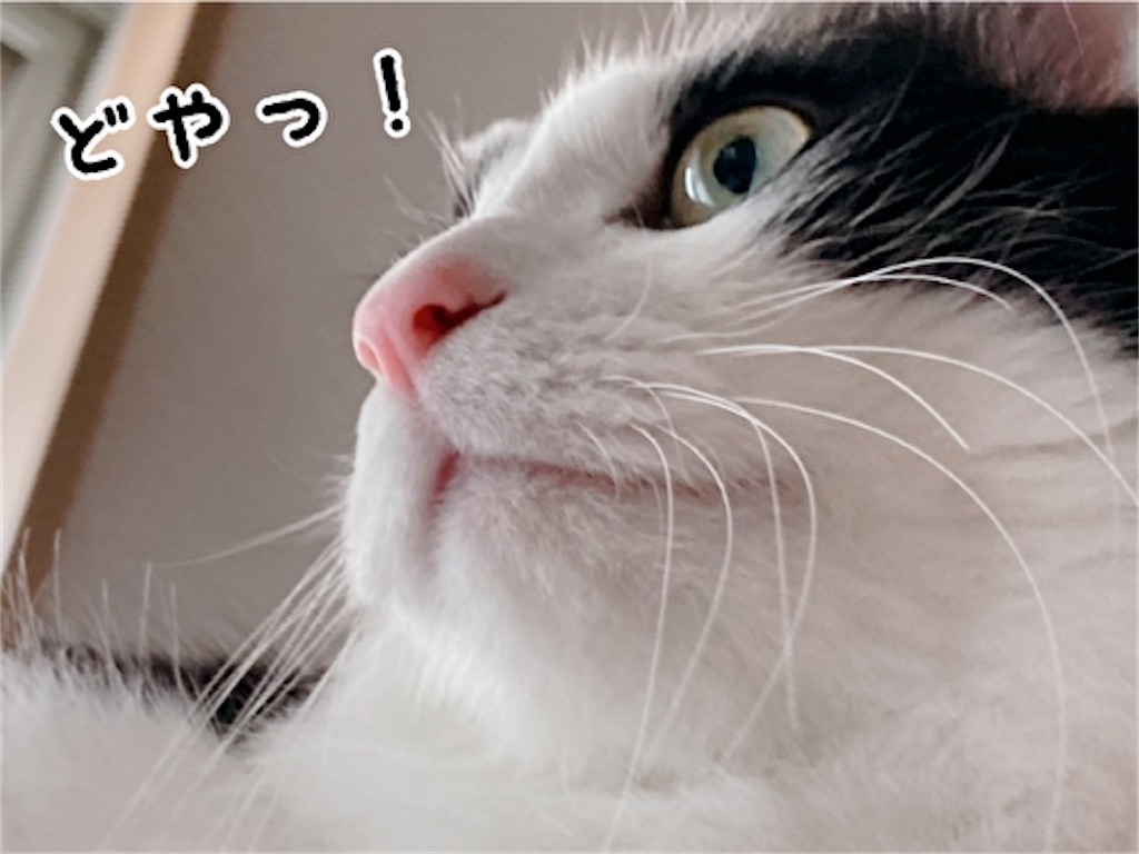 f:id:fukufukudo:20220130154934j:plain