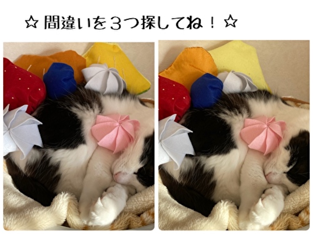 f:id:fukufukudo:20220209205548j:plain