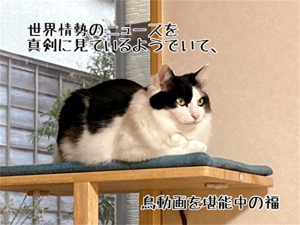 f:id:fukufukudo:20220213160831j:plain