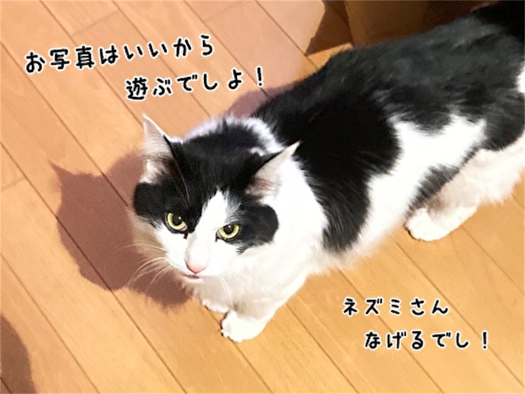 f:id:fukufukudo:20220213162501j:plain
