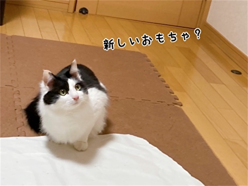 f:id:fukufukudo:20220217132835j:plain