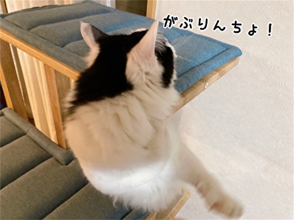 f:id:fukufukudo:20220217132918j:plain