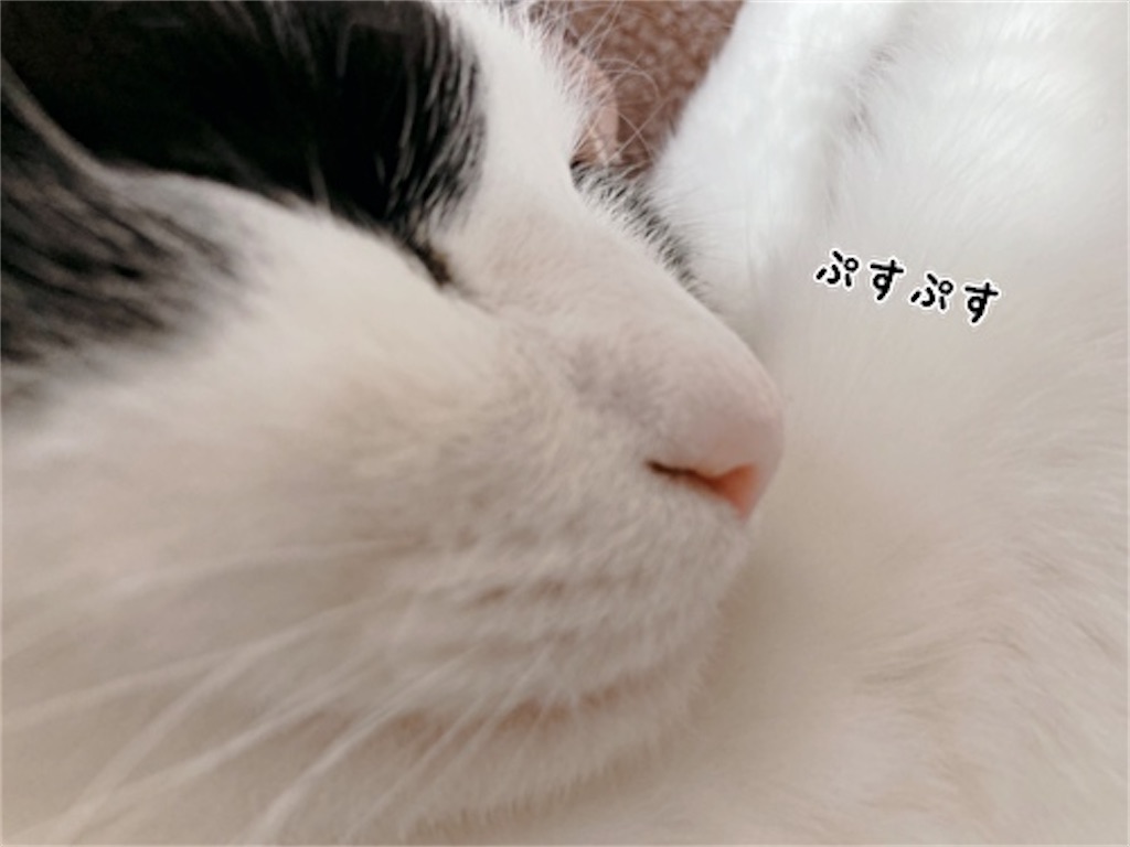 f:id:fukufukudo:20220310150338j:plain
