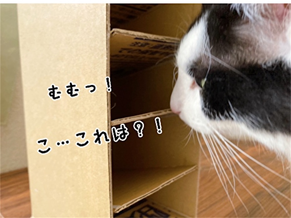 f:id:fukufukudo:20220331091125j:plain