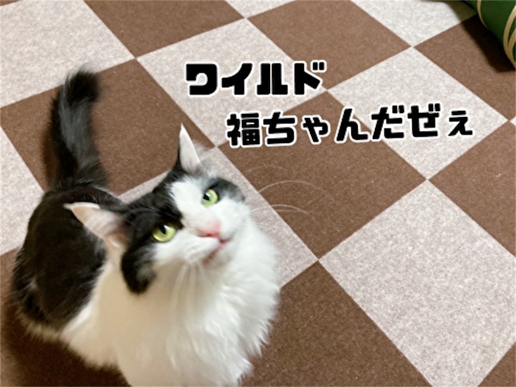 f:id:fukufukudo:20220401211532j:plain