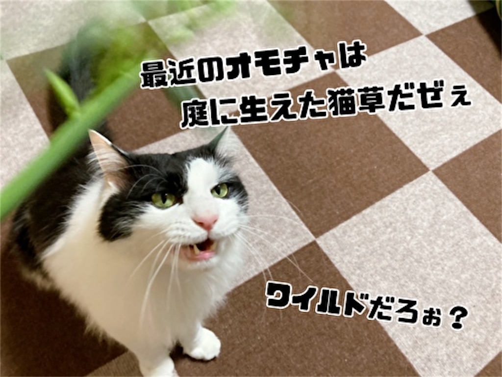 f:id:fukufukudo:20220401211546j:plain