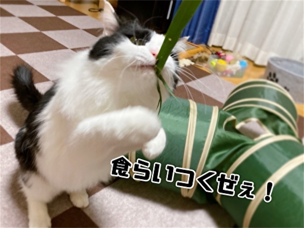 f:id:fukufukudo:20220401211623j:plain