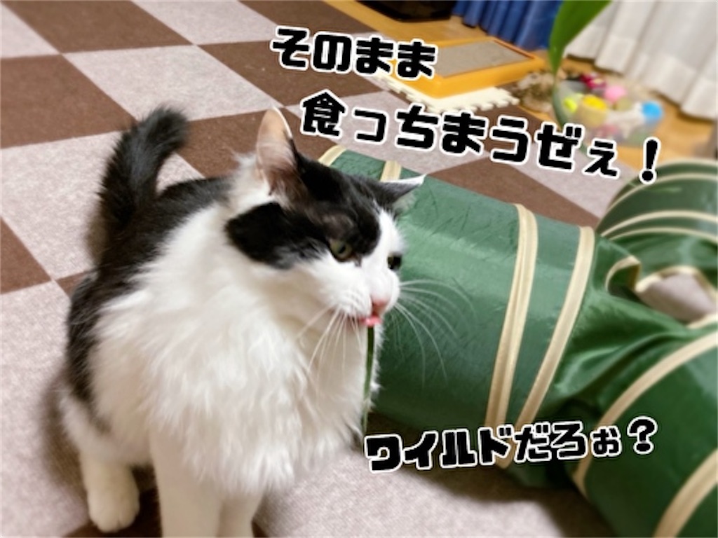 f:id:fukufukudo:20220401211631j:plain