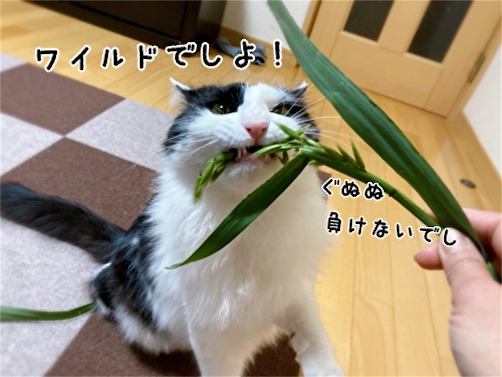 f:id:fukufukudo:20220401211656j:plain