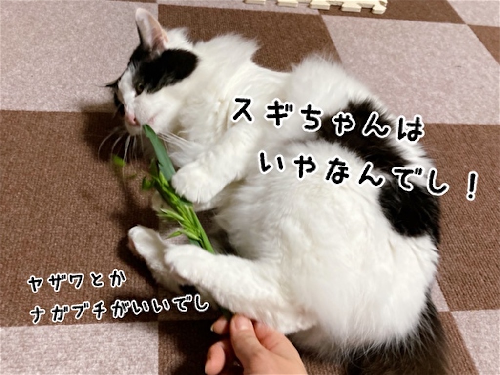 f:id:fukufukudo:20220402150608j:plain