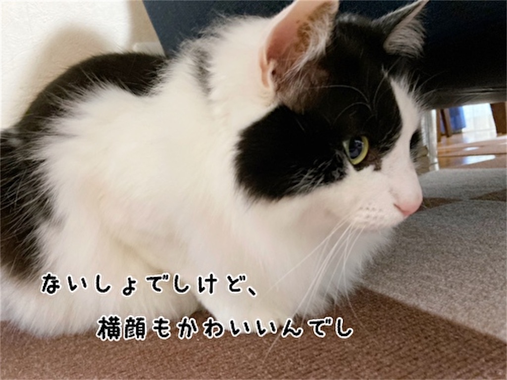 f:id:fukufukudo:20220406154642j:plain