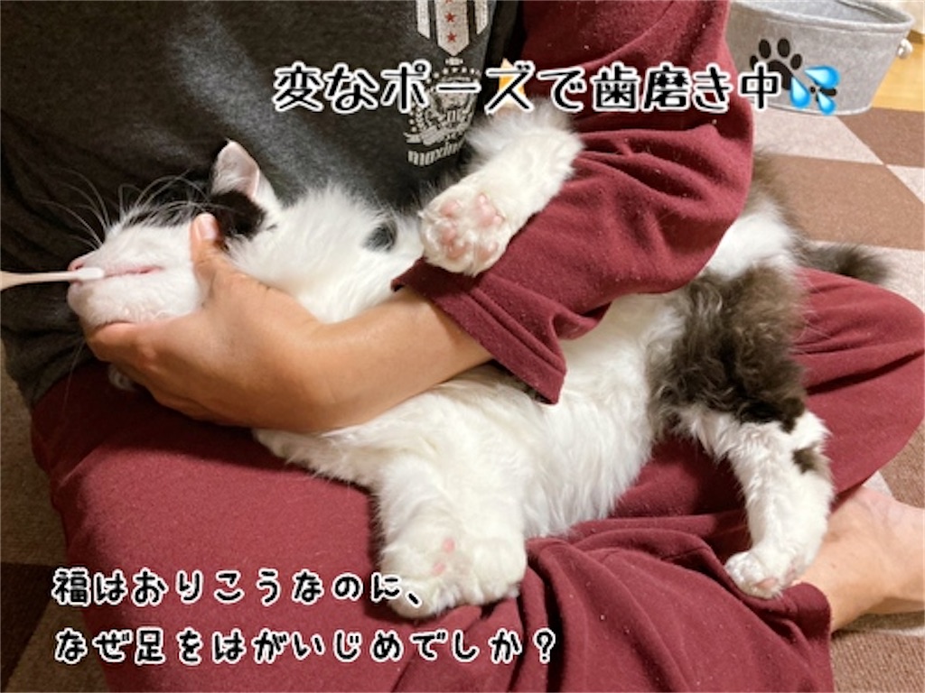 f:id:fukufukudo:20220413152043j:plain