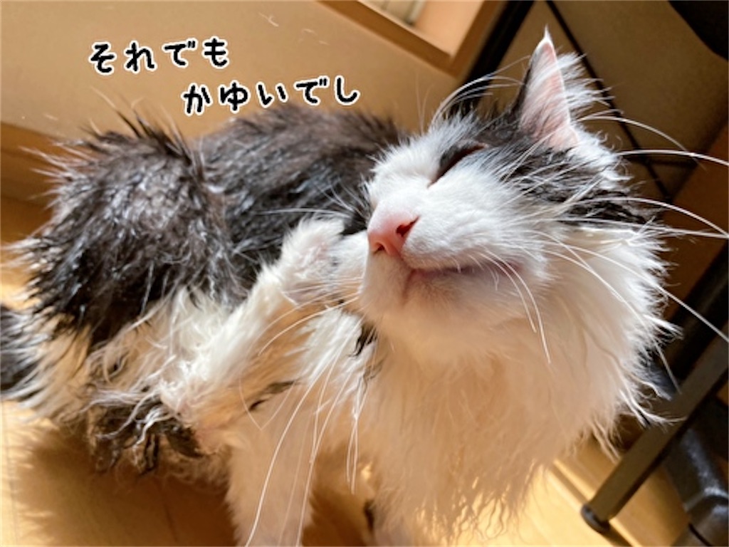 f:id:fukufukudo:20220413152152j:plain