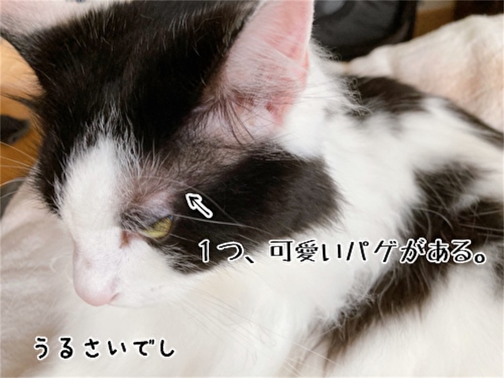 f:id:fukufukudo:20220414173923j:plain