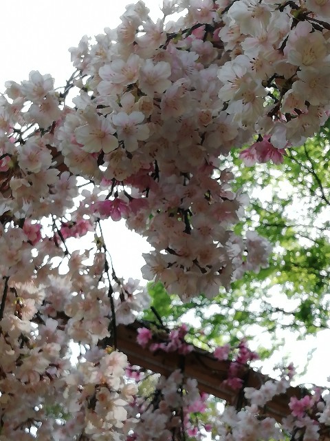 f:id:fukufukuichiko:20260427054647j:image f:id:fukufukuichiko:20260427054647j:image