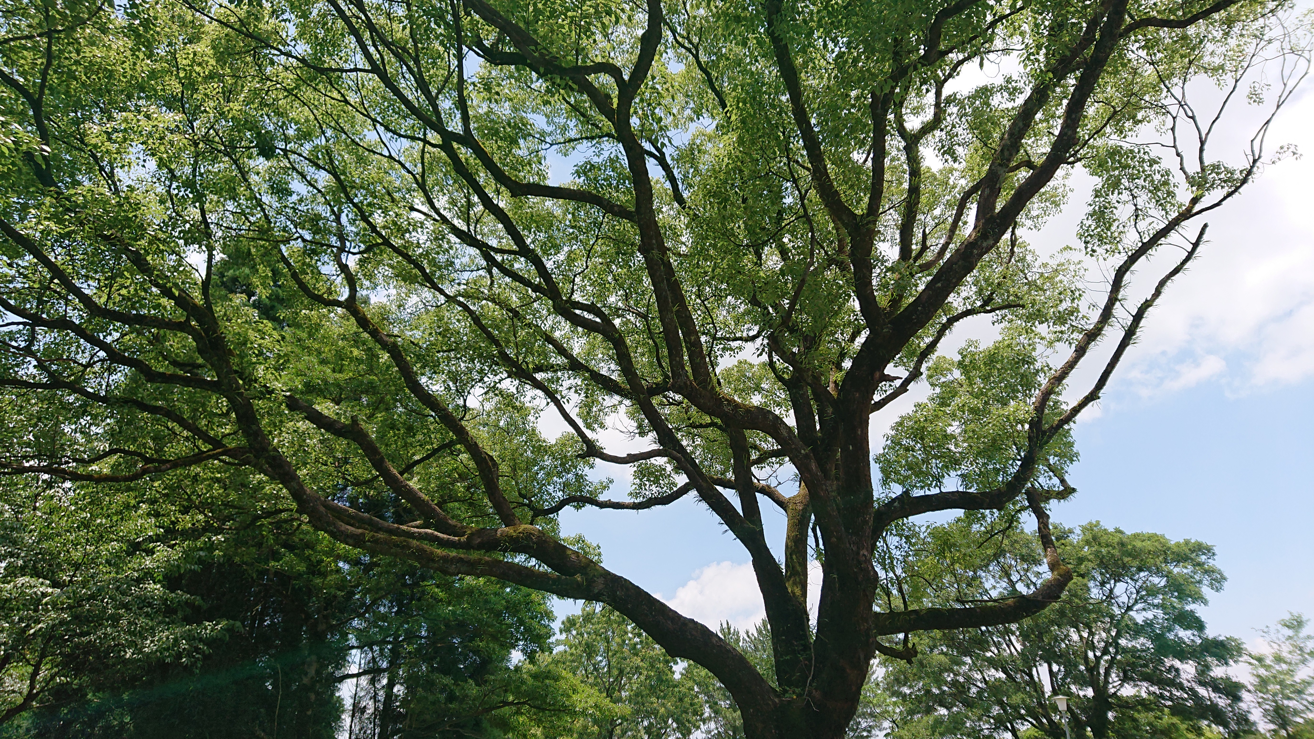 f:id:fukufukumama:20190616224034j:plain f:id:fukufukumama:20190616224034j:plain