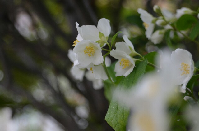 f:id:fukufukux:20170602220120j:image f:id:fukufukux:20170602220120j:image