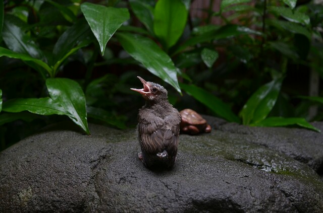 f:id:fukufukux:20180725093410j:image f:id:fukufukux:20180725093410j:image