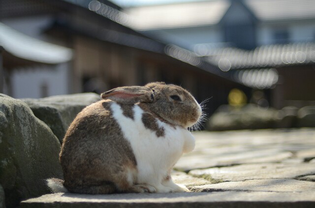 f:id:fukufukux:20190320221547j:image f:id:fukufukux:20190320221547j:image