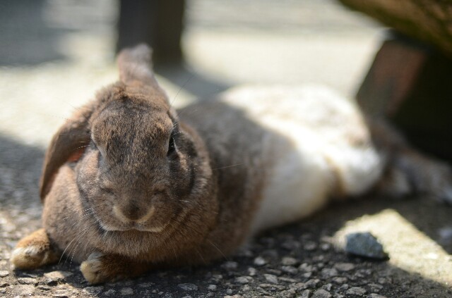 f:id:fukufukux:20190429210844j:image f:id:fukufukux:20190429210844j:image