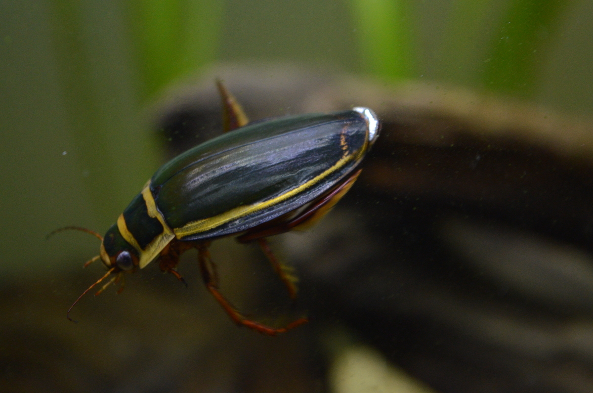 オウサマゲンゴロウモドキ Dytiscus latissimus