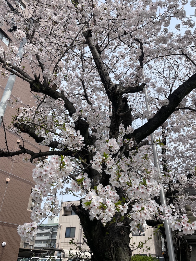 f:id:fukuhanny:20240409071542j:image