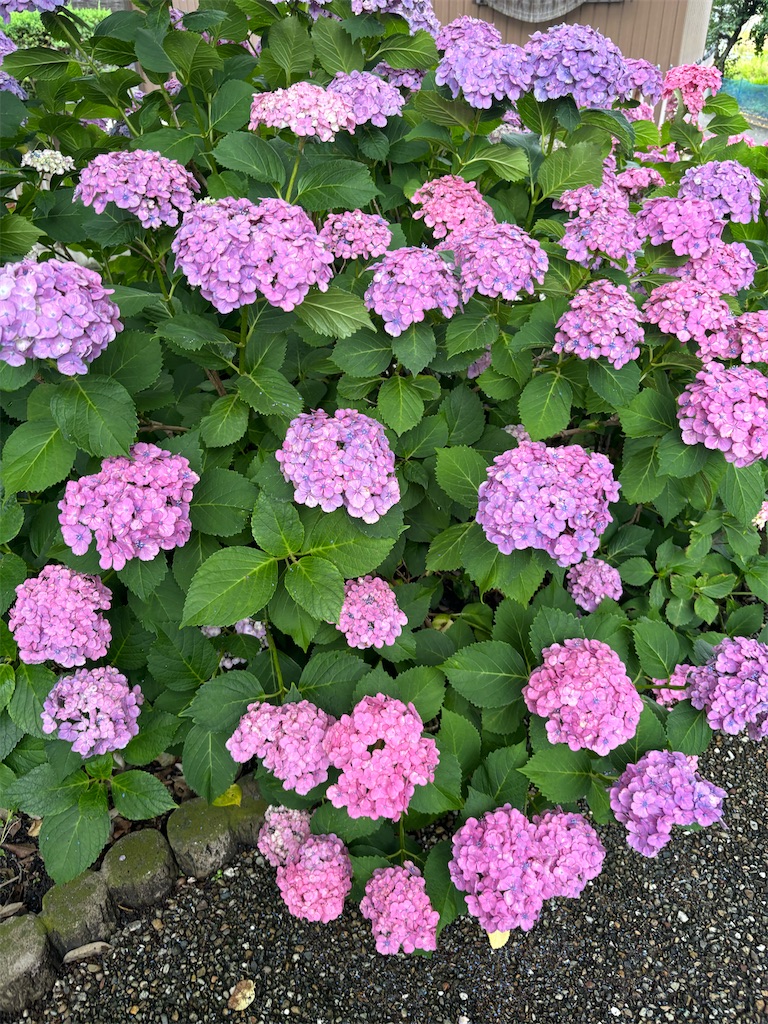 f:id:fukuhanny:20250615230243j:image