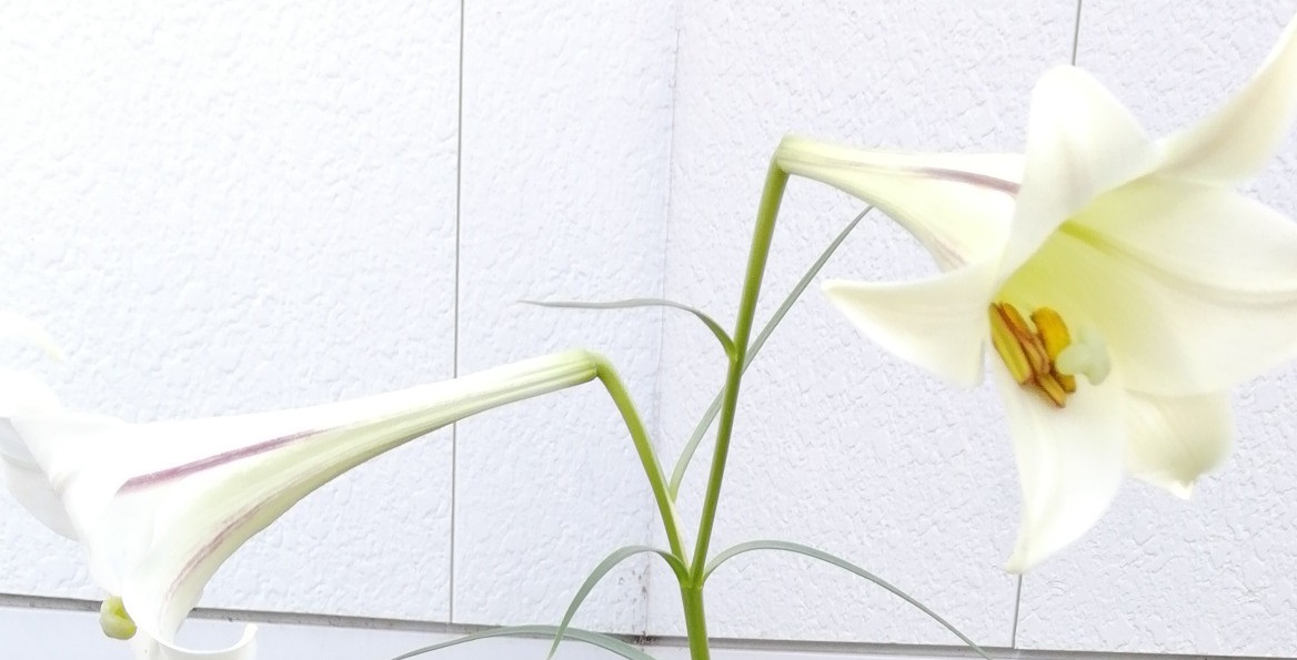 多分ユリだよね？