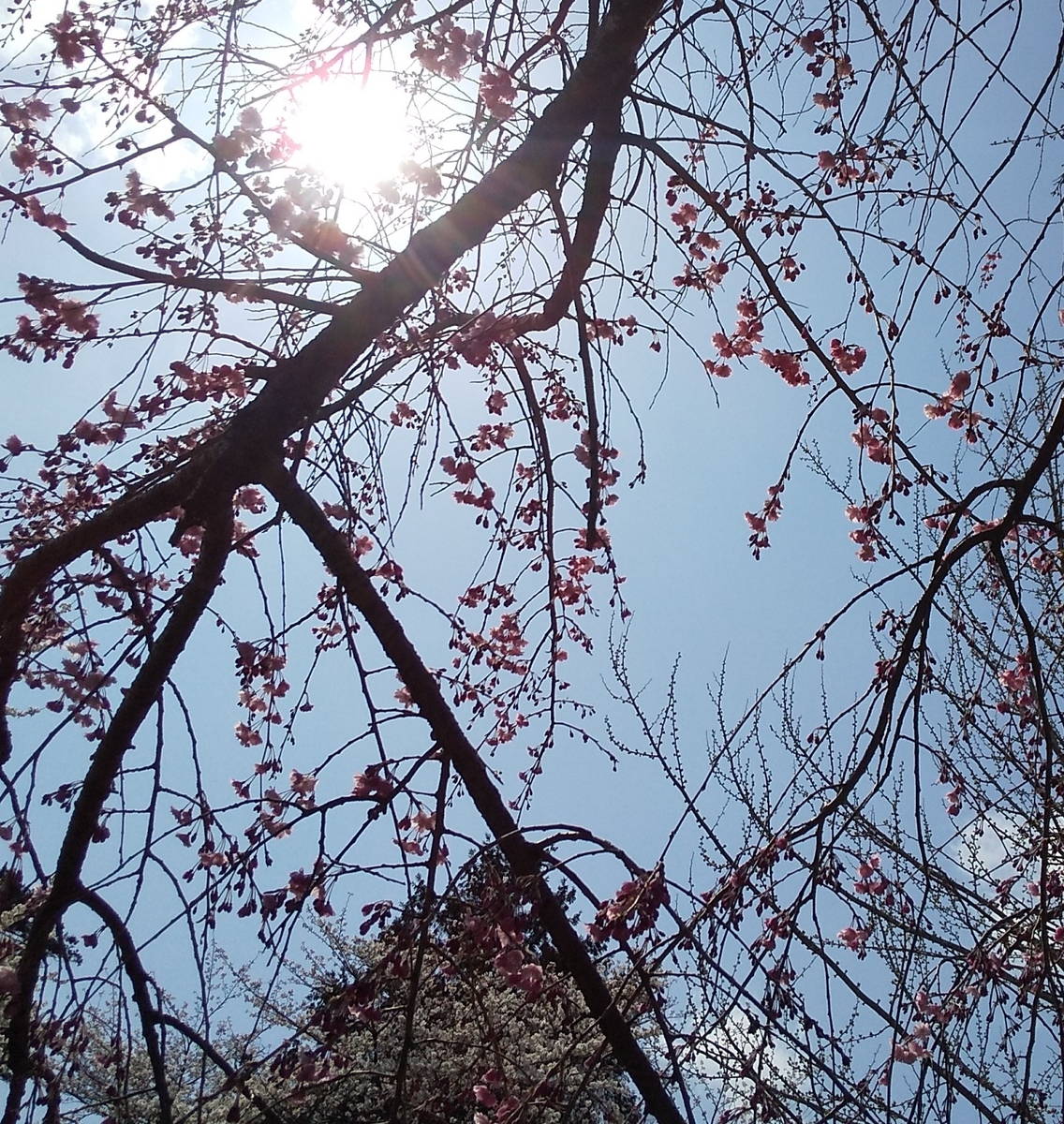 リハビリ近所散歩兼花見