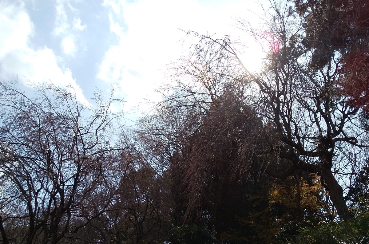 桜というかミニ山というか