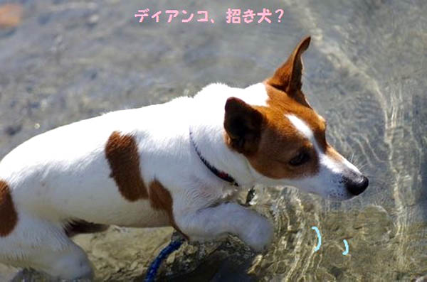 f:id:fukuichrin:20170803235420j:plain
